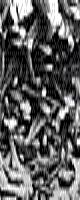 Application of silicon whiskers in plastics