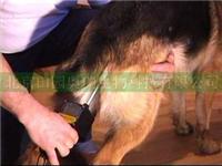 Female dogs in heat meter meter heat meter dog ovulation dog ovulation detector Polish production