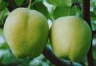 供应陕西早酥梨黄冠梨黄金梨红香酥梨种植基地，产地，价格行情