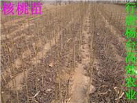 Alimentation de la province du Hebei, Shijiazhuang plants de noyer plants de noyer