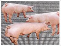 富凯专业生产养猪网