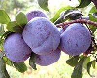 Supply purple amber amber plums, purple plums Dali County, Shaanxi wholesale prices