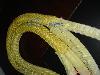 供应芳纶纤维编织绳，涤纶绳，丙纶长丝绳