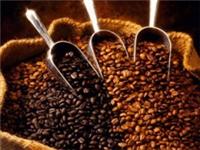 供应厂家直销  新鲜烘焙咖啡豆上海批发零售
