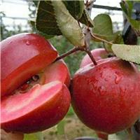 供应泰安苹果苗栽培基地 泰安苹果苗价格