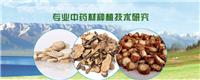 Versorgung der Provinz Shandong Gei?blatt Setzlinge und Samen Artikel