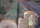 供应越南小料红酸枝进口原木代理|上海木材进口审价