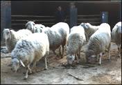 供应石家庄辛集市养兔，鹿马，羊的草粉饲料，花生秧粉，豆秸粉