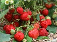 供应草莓苗|优质草莓苗