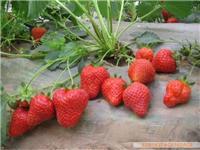 供应草莓苗 草莓苗子 草莓苗种苗 盆栽草莓苗 草莓苗种植