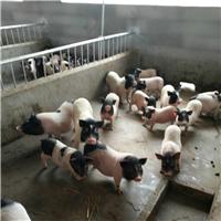 供应商品猪苗 瘦肉型品种 现在猪的价钱咨询