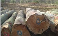 供应欧洲榉木原木线条材