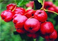 Supply the hawthorn the Venus hawthorn Venus hawthorn Venus hawthorn price