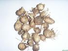 Supply of dry seeds of Pinellia