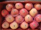 陕西大荔县膜袋红富士苹果开始大量入库及价格行情