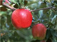 供应苹果树苗/山东苹果树苗/苹果树苗价格/苹果树苗品种