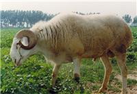 河北肉羊养殖场 肉羊价格 小尾寒羊价格 波尔山羊价格