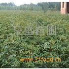 Versorgung Dahongpao Pfeffer, Pfeffer Miao Miao Dahongpao Pfeffer S?mlinge Preise