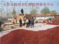 现有3000吨优质乐陵红枣低价销售
