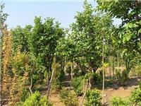 推荐山东果树种子|泰安果树种子批发|泰安果树种子供应|泰安果树种子好