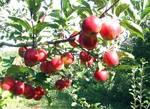 推荐苹果苗、优质苹果苗、出售苹果苗、红富士苹果苗
