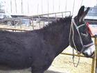 Quannan where to sell donkey Longnan sell donkey Chongyi County, the place I did not sell a small donkey donkey cubs County meat donkey farms