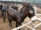Xiangdong District where selling donkey Pingxiang City, where Pingxiang City to sell donkey meat donkey farms did not sell the place of a small donkey donkey cubs Pingxiang City