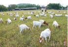 Cangshan city where the sale of sheep and sheep Hengtai City, where to buy lamb seedlings Xintai there like sheep Yu cities where there are goat breeding base