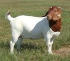 Xinyang, Henan granjas de cabras Boer en la venta de la cabra Boer