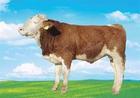 Yushui where to sell cattle Fenyi county where the selling cattle, Xinyu City, a cattle ranch selling beef cattle farms