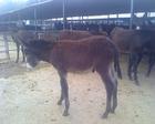 萨尔图区卖驴让胡路区有卖驴大同区有没有卖小驴肉驴的养驴场肇源县什么地方有肉驴养殖场