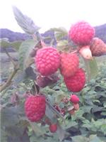 供应红树莓苗、双季树莓苗、单季树莓苗、抗寒直立树莓苗、黑加仑苗