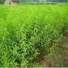 Supply of peach seedling peach tree seedlings Shanxi peach seedling peach tree seedlings prices