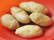 供应荷兰土豆种子