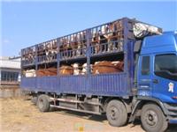 Shandong, where to sell cattle Shandong where there is a cattle ranch in Shandong Shandong cattle, meat calves calves base
