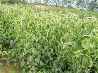 Supply of pear seedling Pyrus seedlings