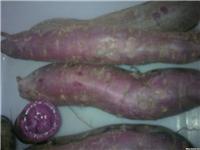 供应高产一级紫罗兰紫薯种子紫薯种子网脱毒紫薯种子种植技术