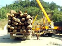 木材如何进口|板材进口流程|木材进口报关代理
