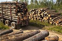 供应上海木材进口代理|代理木材清关