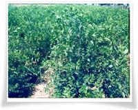 供应枣树苗 3-8公分枣树价格 枣树新品种 枣树山西种植基地