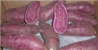 供应中国农科院精品紫薯种子高产紫薯种子
