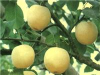梨树苗有什么品种，黄金梨苗，绿宝石梨树苗
