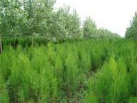 Price oriental arborvitae seedlings supply supply oriental arborvitae seedlings oriental arborvitae seedlings