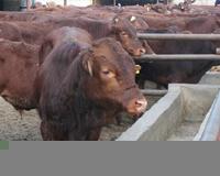 供应 鲁西黄牛价格 鲁西黄牛养殖 鲁西黄牛养殖场