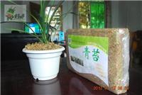 供应苔藓兰花**栽培质基、兰花**苔藓、干青苔、水苔