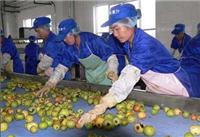 供应苹果酱生产线厂家