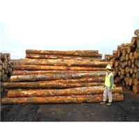 Sri Lanka logs / gold Holzimporte Zollagent