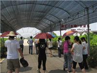 上海南汇农家乐 体验田园风光 采摘垂钓好去处