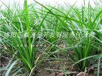 中国麦冬之乡 向湖南批发小叶绿化草|产地直销