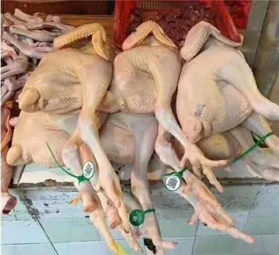 供应禽流感预示养土鸡*土鸡脚环吃到放心鸡的脚环